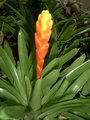 Vriesea Carinata